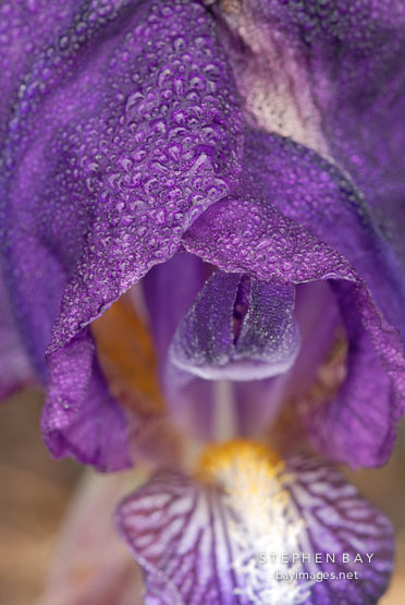 Purple Iris with dew drops.