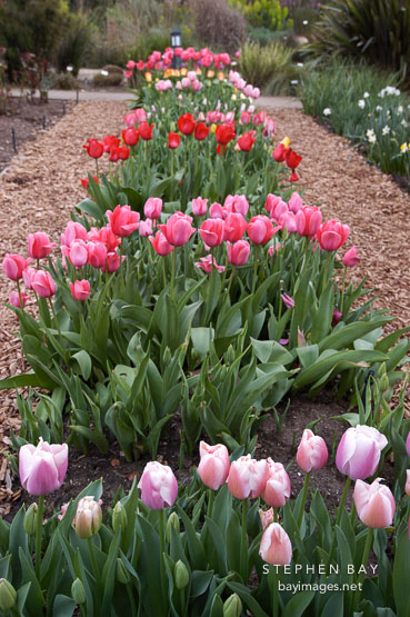 Tulip 'Gabriele', Tulipa.