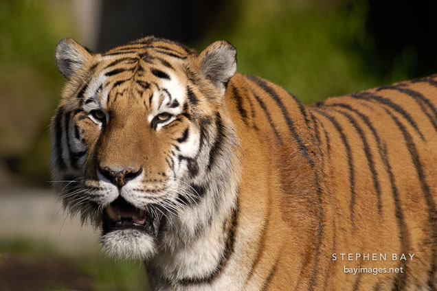 Siberian tiger. Panthera tigris altaica.
