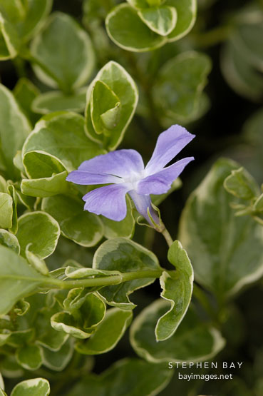 Vinca major. Greater periwinkle