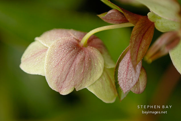 Helleborus x sternii.