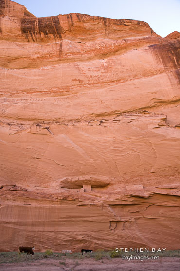 Ledge Ruin is a dwelling set into a vertical cliff face. Canyon de Chelly NM, Arizona.
