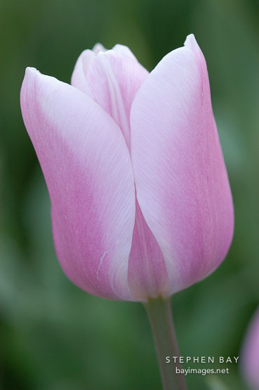 Tulip 'Gabrielle', Tulipa.