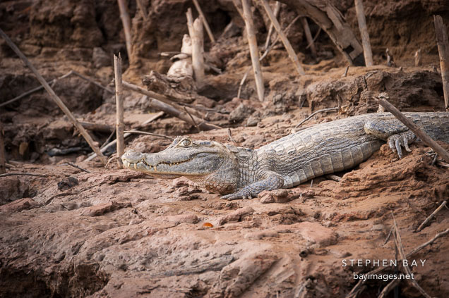 White caiman resting on the banks of the Madre de Dios river. Amazon, Peru.
