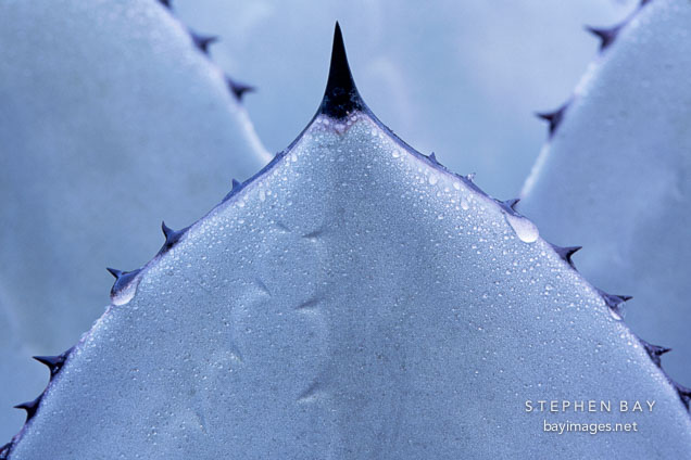 Mescal agave. Agave parryi.