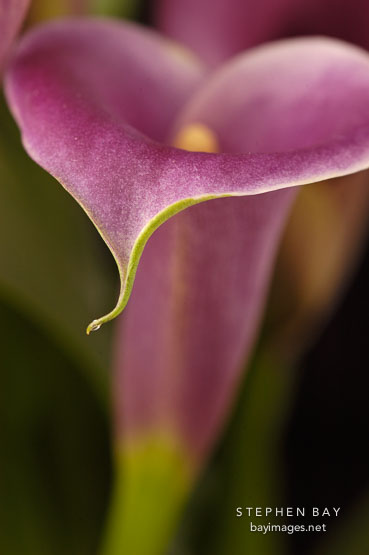 Calla Lily. Zantedeschia aethiopiea