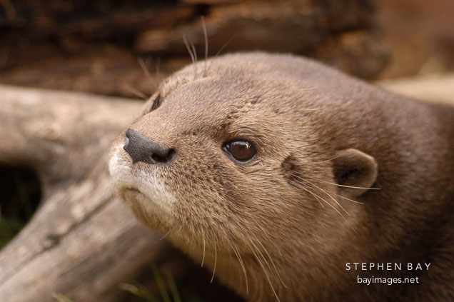 Spotted necked otter, Lutra maculicollis.