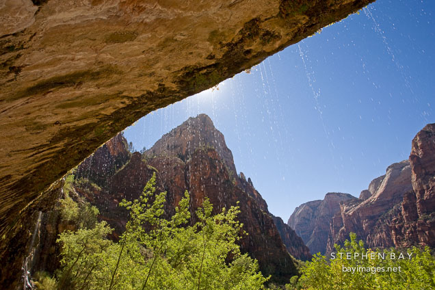 Water is forced through the sandstone by a layer of impermeable shale at Weeping Rock. Zion NP, Utah.