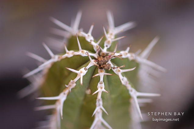 Euphorbia officinarum.