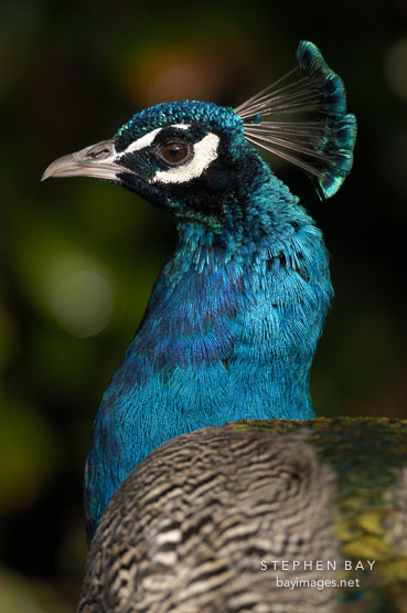 Indian peafowl, Pavo cristatus. Peacock.