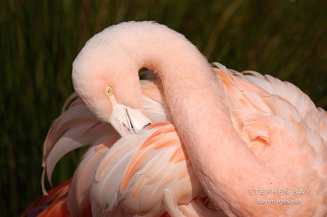 Pink flamingo. Chilean Flamingo, Phoenicopterus chilensis.