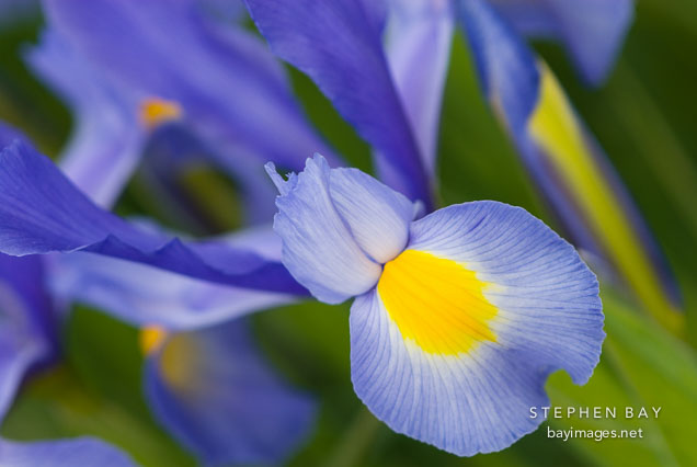Dutch Iris, Sky Beauty