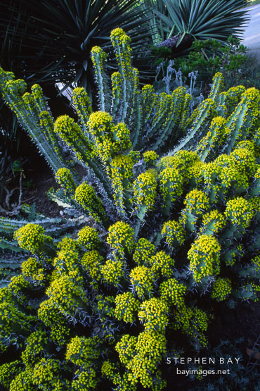 Euphorbia coerulescens.