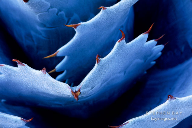 Agave.