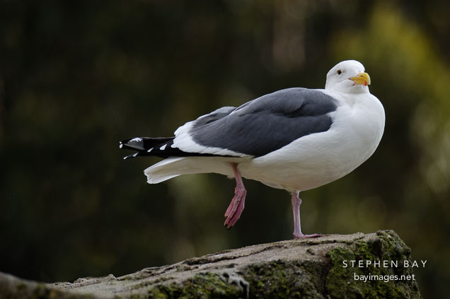 Glaucous-winged Gull. Larus glaucescens.