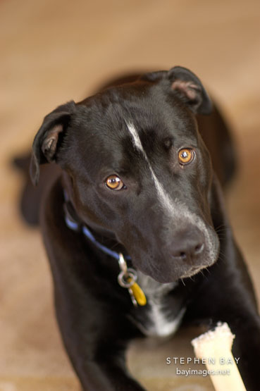 Chiqui, a mixed dog with Labrador retriever and American Pit Bull Terrier ancestry.