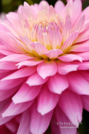 Dahlia