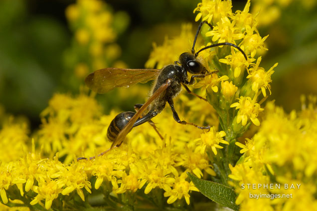 Spider wasp.