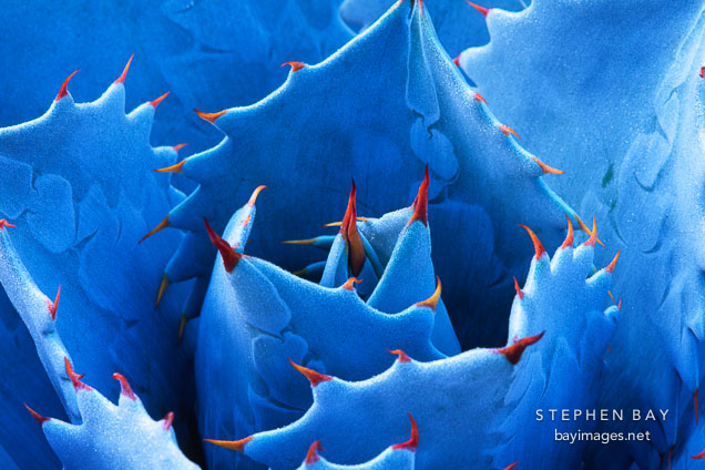 Agave.
