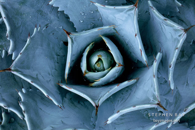 Agave colorata.
