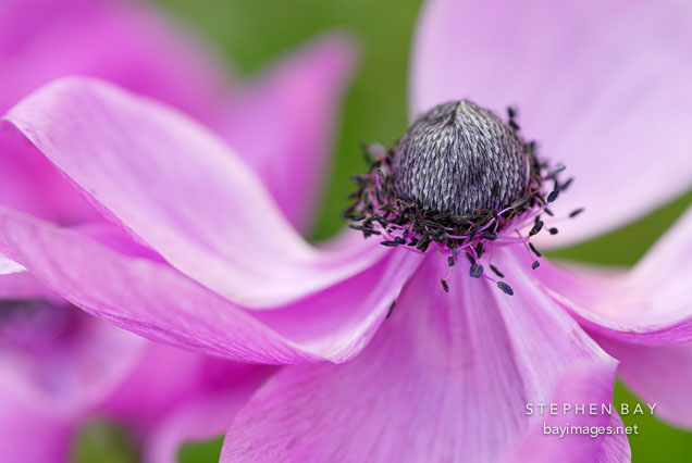 Anemone