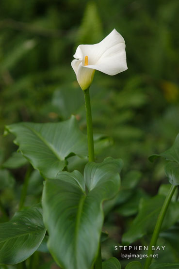 Calla lily. Zantedeschia aethiopica.