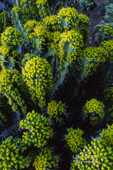 Euphorbia coerulescens.