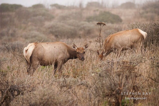 Tule elk does at Tomales Point. Point Reyes National Seashore, California. Cervus nannodes