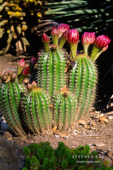 Flowering cactus.
