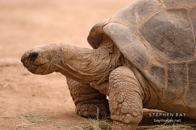 Galapagos tortoise.