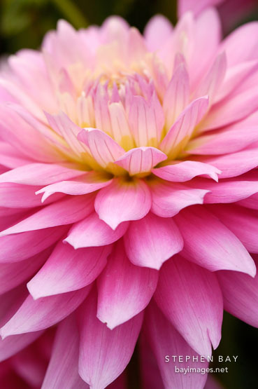 Dahlia