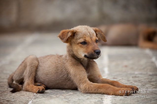 Puppy lying on the stones at Khamsum Yuelley Namgyal Chorten. Punakha Valley, Bhutan.