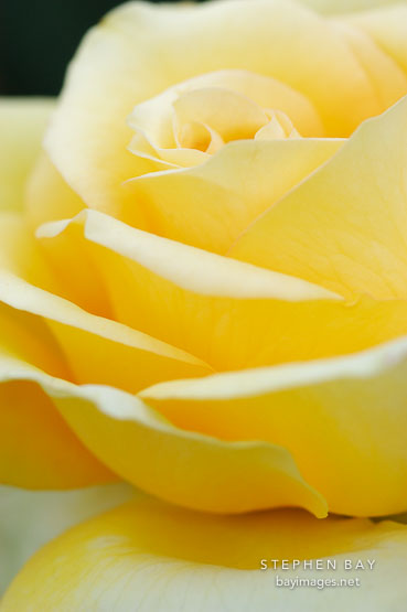 Rose, St. Patrick. Rosa