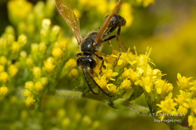 Spider wasp.