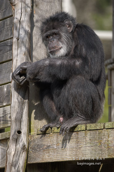 Chimpanzee, Pan troglodytes.