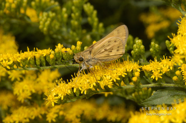 Fiery skipper, Hylephila phyleus.
