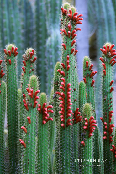 Flowering cactus.
