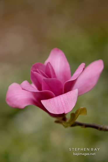 Magnolia x 'Vulcan'.