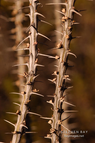 Ocotillo, Fonquieria splendens.