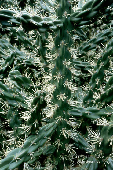 Opuntia imbricata.