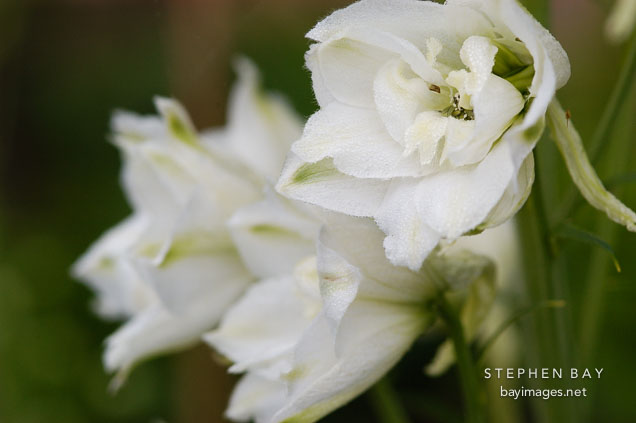 Pacific giant delphinium, 'Galahad'.