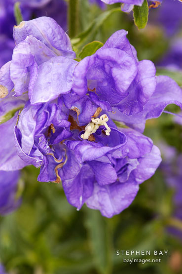 Canterbury bells. Campanula.
