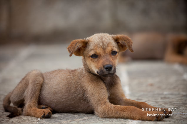 Puppy lying on the stones at Khamsum Yuelley Namgyal Chorten. Punakha Valley, Bhutan.