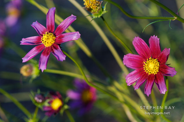 Cosmos.