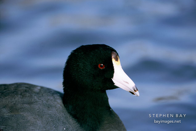 American coot, Fulica americana. Palo Alto Baylands.