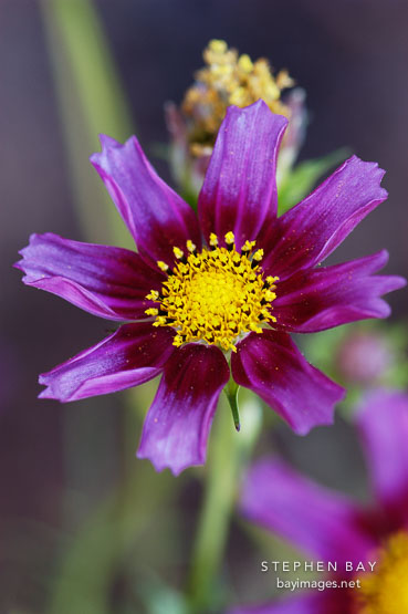 Cosmos.
