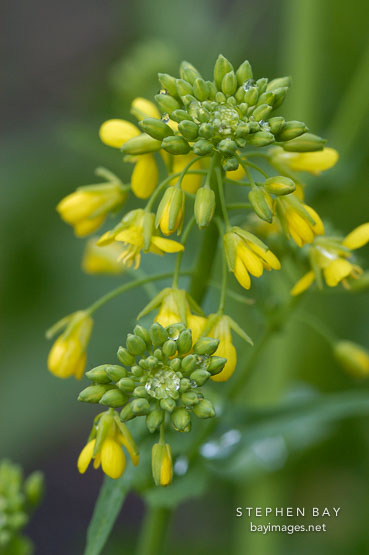 Broccoli raab, Brassica rapa.
