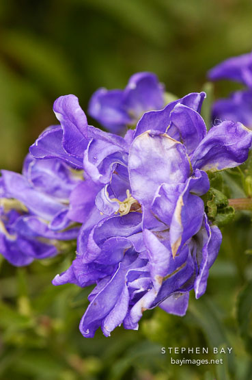 Canterbury bells. Campanula.