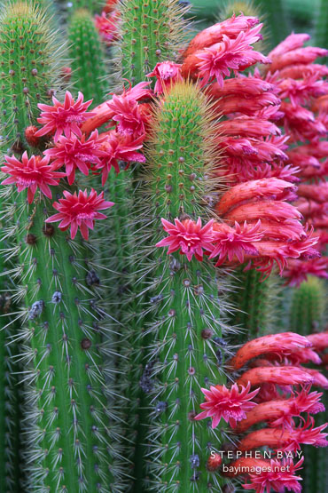 Flowering cactus.