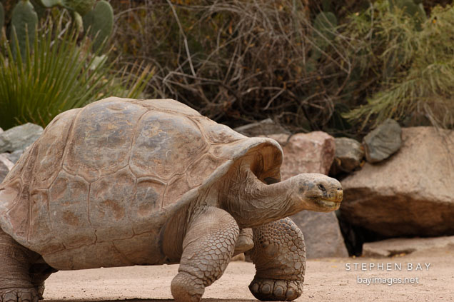 Galapagos tortoise walking.